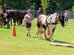 IMG-20250629-WA0016.jpg
